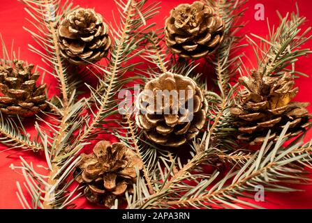 Kiefernzapfen, zufällig auf Kiefernblättern angeordnet, auf rotem Grund Stockfoto