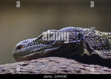 Varanus salvadorii in einem Baum, Krokodilwächter Echse - Varanus salvadorii Stockfoto