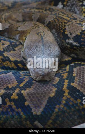 Reticulierte Pythonschlange in einem Terrarium - Python reticulatus Stockfoto