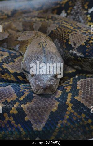 Kopf der verrückten Pythonschlange in einem Naturpark - Python reticulatus Stockfoto