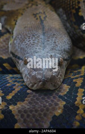 Kopf der verrückten Pythonschlange in einem Terrarium - Python reticulatus Stockfoto