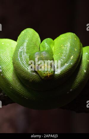 Grüner Baumpython - Morelia viridis Stockfoto