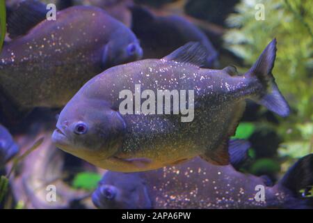 Rot belauschte Piranha in einem aquario - Pygocentrus nattereri Stockfoto