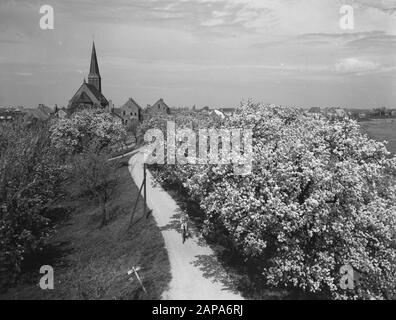 Blühende Betuwe an der Biest, Straße mit Bäumen in der Blüte Datum: 9. Mai 1955 Ort: Betuwe Stichwörter: Bäume, STRASSEN Stockfoto