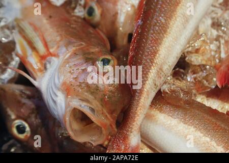 Iwaki, Japan. Januar 2020. Fische zum Verkauf werden auf dem Fischmarkt des Onahama-Ports in der Präfektur Fukushima gesehen. Die Pressetour wird vom Foreign Press Center Japan in Zusammenarbeit mit den Behörden der Präfektur Fukushima organisiert, um die Wiederauffüllungsbemühungen nach dem Atomunfall zu präsentieren, der durch das Erdbeben und den Tsunami im Osten Japans 2011 vor den Olympischen und Paralympischen Spielen in Tokio 2020 ausgelöst wurde. Credit: Rodrigo Reyes Marin/ZUMA Wire/Alamy Live News Stockfoto