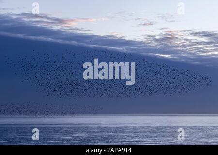 Schwärme von Starlingen in der Dämmerung in Brighton Stockfoto