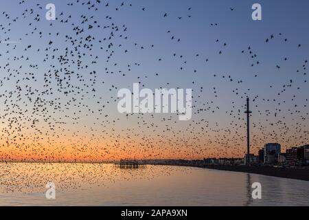 Schwärme von Starlingen in der Dämmerung in Brighton Stockfoto