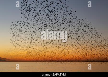 Schwärme von Starlingen in der Dämmerung in Brighton Stockfoto