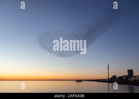 Schwärme von Starlingen in der Dämmerung in Brighton Stockfoto