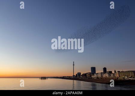 Schwärme von Starlingen in der Dämmerung in Brighton Stockfoto