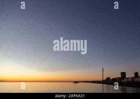 Schwärme von Starlingen in der Dämmerung in Brighton Stockfoto