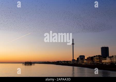 Schwärme von Starlingen in der Dämmerung in Brighton Stockfoto