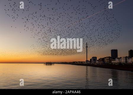 Schwärme von Starlingen in der Dämmerung in Brighton Stockfoto