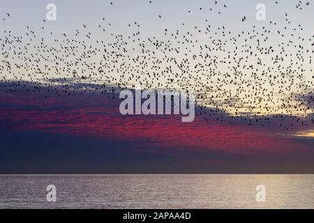 Schwärme von Starlingen in der Dämmerung in Brighton Stockfoto