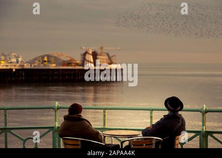 Schwärme von Starlingen in der Dämmerung in Brighton Stockfoto