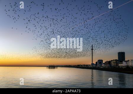 Schwärme von Starlingen in der Dämmerung in Brighton Stockfoto