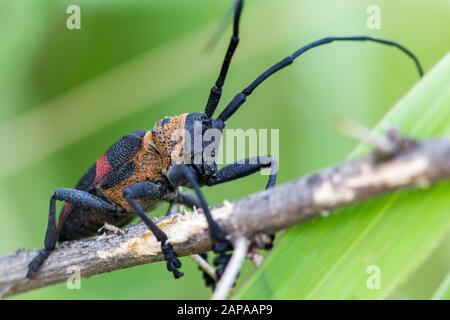 Nahaufnahme des longhorn-käfers, Ceroplesis hottentotta, der auf einem Zweig, Südafrika, krabbelt Stockfoto