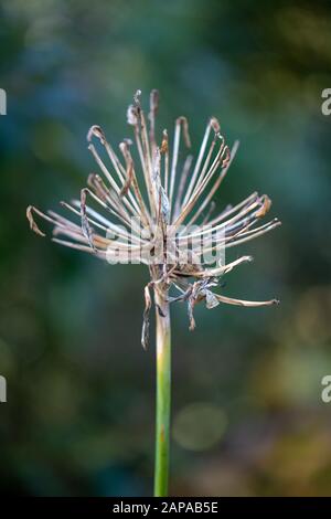 Ein Samenkopf von allium im Herbst in Kew Gardens, London, Großbritannien, Nahaufnahme - Knoblauchblüten, botanische Gärten Stockfoto