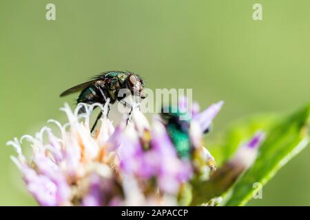 Nahaufnahme einer Fliege auf einer Blume Stockfoto