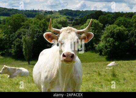 Eine Charolais-Kuh auf einer grünen Weide auf dem Land. Stockfoto