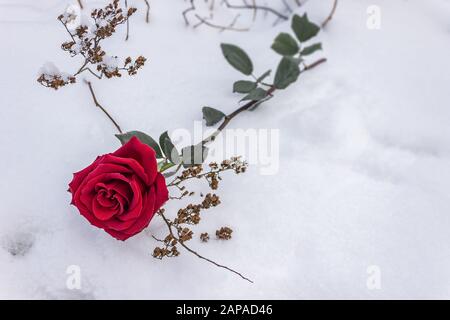 Eine rote Rose liegt im Winter während einer Hochzeit auf weißem Schnee unter trockenen Ästen Stockfoto