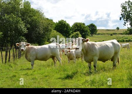 Eine Herde Charolais-Kuh mit einem kleinen Kalb, auf einer grünen Weide auf dem Land. Stockfoto