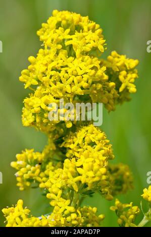 Lady's Bedstraw (galium verum), Nahaufnahme mit einem Stielchen der Pflanze in voller Blüte. Stockfoto