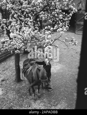 Blumen in de Betuwe/Betroffene Datum: 15. April 1957 Ort: Betuwe Stockfoto