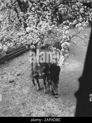 Blumen in de Betuwe/Betroffene Datum: 15. April 1957 Ort: Betuwe Stockfoto