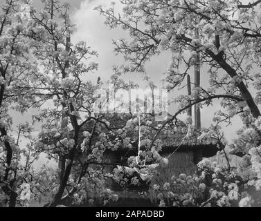 Blumen in de Betuwe/Betroffene Datum: 15. April 1957 Ort: Betuwe Stockfoto