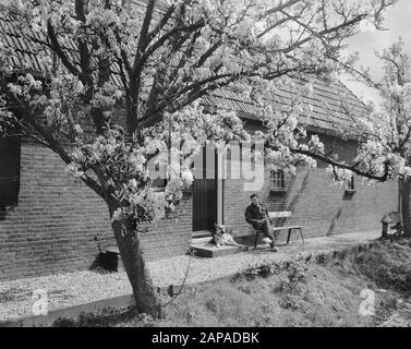 Blumen in de Betuwe/Betroffene Datum: 15. April 1957 Ort: Betuwe Stockfoto
