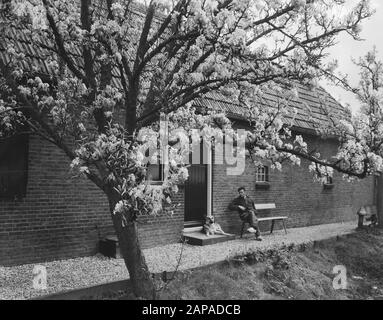 Blumen in de Betuwe/Betroffene Datum: 15. April 1957 Ort: Betuwe Stockfoto