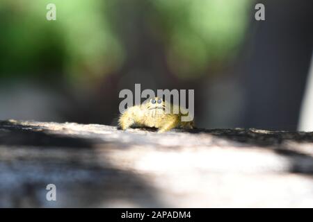 Ein Nahfoto einer gelben Riesenspringerspinne (Hyllus giganteus), die an einem Holzzaun krabbelt. Surakarta, Indonesien. Stockfoto