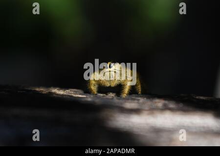 Ein Nahfoto einer gelben Riesenspringerspinne (Hyllus giganteus), die an einem Holzzaun krabbelt. Surakarta, Indonesien. Stockfoto