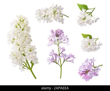 Der blühende Flieder. Zweigniederlassungen von lila Blumen auf weißem Hintergrund. Stockfoto