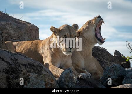 Lössheit liegt gähnend neben einem anderen auf Felsen Stockfoto