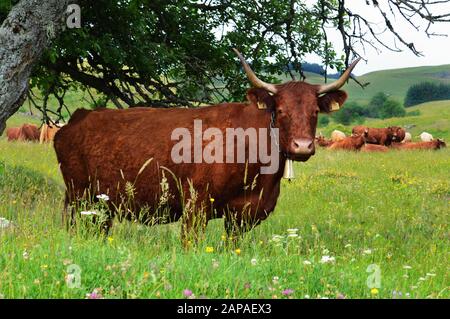 Schöne Bergkuh von Salers brütet auf einem Feld. Milchvieh Stockfoto