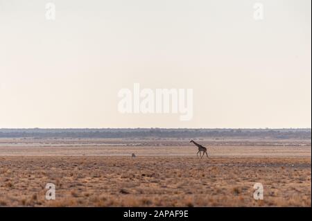 Wide Angle Shot von zwei angolanischen Giraffen - Giraffa giraffa angolensis - illustriert die große Offenheit der Ebenen von Etosha National Park, Namibia. Stockfoto