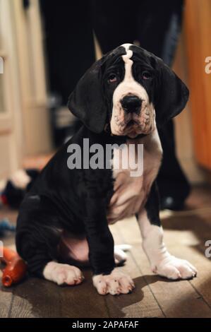 Ein süßer, Großartiger Dänenwelpen. Ein Welpe der großen Rasse. Stockfoto