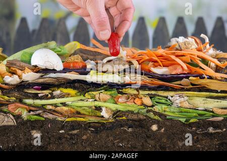 Männliche Hand, die eine Tomate zu einem bunten Komposthaufen hinzufügt, der aus verrottenden Küchenresten besteht Stockfoto