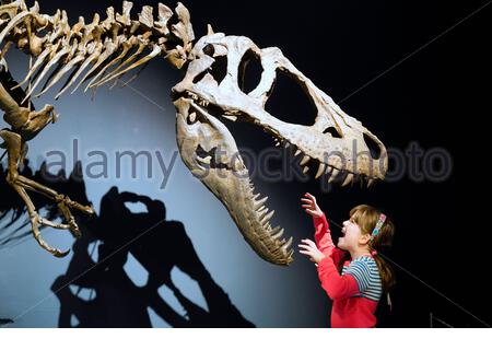 Edinburgh, Schottland, Großbritannien. Januar 2020. Die umfassendste Ausstellung, die jemals an Tyrannosauriern angebracht wurde, wird es sein einziges europäisches Erscheinungsbild geben, wenn sie am 23. Januar 2020 im National Museum of Scotland in Edinburgh eröffnet wird, das bis zum 4. Mai läuft. Tyrannosaurier werden die gefürchtetsten und verehrten Dinosaurier erkunden, die neuesten paläontologischen Entdeckungen zum Leben erwecken und Vorurteile über diese wilden Raubtiere herausfordern. Schulkinder interagieren mit Tyrannosauriern. Credit: Craig Brown/Alamy Live News Stockfoto