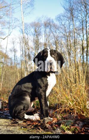 Ein süßer, Großartiger Dänenwelpen. Ein Welpe der großen Rasse. Stockfoto