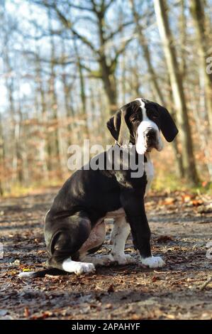 Ein süßer, Großartiger Dänenwelpen. Ein Welpe der großen Rasse. Stockfoto