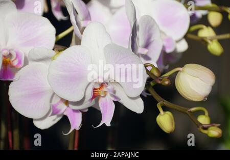 Nahaufnahme der schönen weißen Phalaenopsis Orchideenblüten Stockfoto