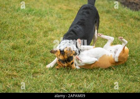 Schwarzer Jagdhund beißt Basenji-Hund beim Spielen eines herbstlichen Rasens Stockfoto