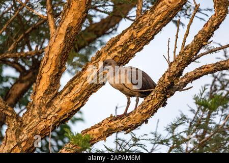 Hadada Ibis (Bostrychia hagedash) an einem Baum im Morgenlicht, Südafrika Stockfoto