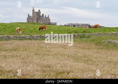 Kühe weiden auf einem Feld neben einem Schloss; Classiebawn Castle ist ein viktorianisches Baronialschloss auf der Mullaghmore Peninsula im County Sligo Ireland. Stockfoto