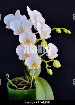 Die blühende Phalaenopsis Orchidee ist weiß mit dichten Blättern in einem Topf. Stockfoto