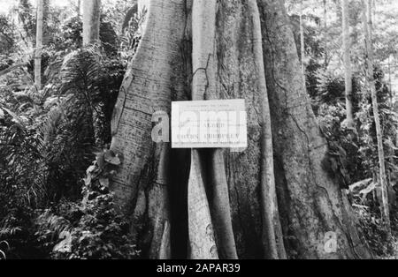 Bäume, Schilder Datum: Undatierte Schlüsselwörter: Bäume, Schilder Stockfoto