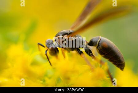 Nördliche Papierwespe, die Nektar aus einer Goldstangenblüte sammeln. (Dunkel oder Golden Paper Wasp.) Indianapolis, Indiana Stockfoto